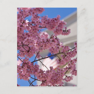 Sakura Cherry Blossoms Americana Postkarte