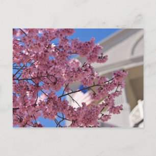 Sakura Cherry Blossoms Americana Postkarte