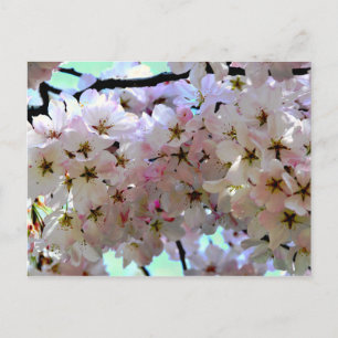 Sakura Cherry Blossoms Postkarte