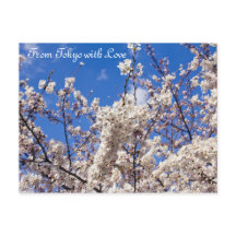 Sakura Cherry Blossoms White Blue Sky Tokio