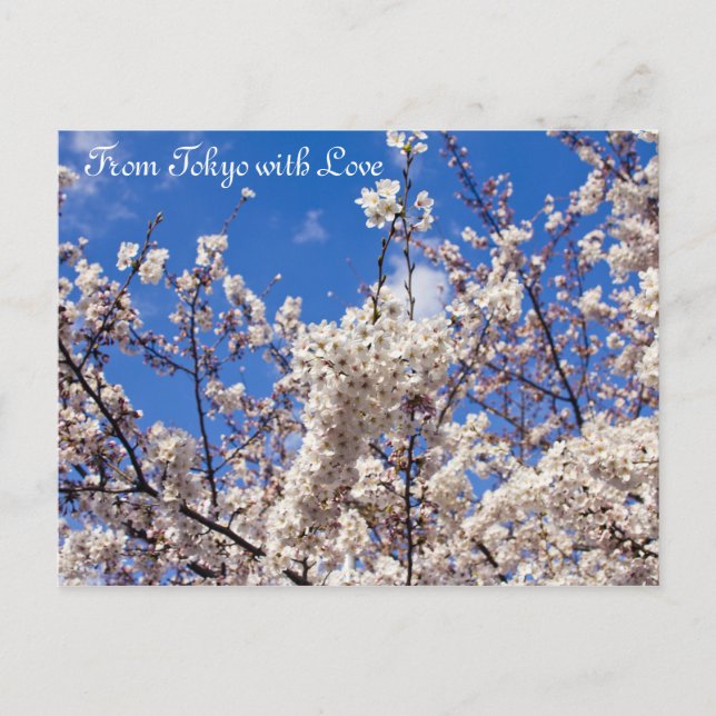 Sakura Cherry Blossoms White Blue Sky Tokio Postkarte (Vorderseite)