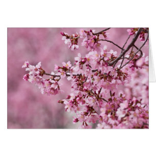 Sakura Cherry blüht pastellrosa Schichten