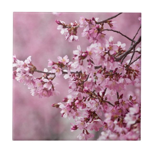 Sakura Cherry blüht pastellrosa Schichten Fliese (Vorderseite)