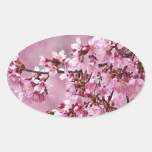 Sakura Cherry blüht pastellrosa Schichten Ovaler Aufkleber