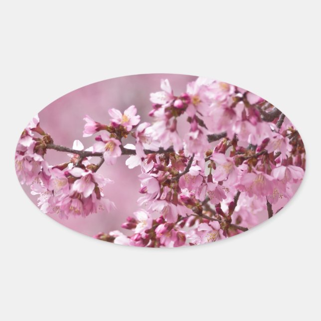 Sakura Cherry blüht pastellrosa Schichten Ovaler Aufkleber (Vorderseite)
