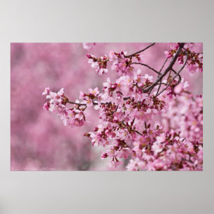 Sakura Cherry blüht pastellrosa Schichten Poster
