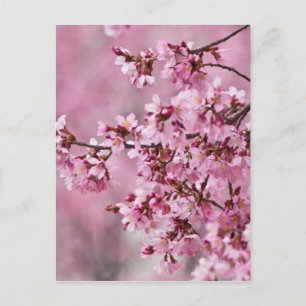 Sakura Cherry blüht pastellrosa Schichten Postkarte