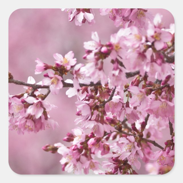 Sakura Cherry blüht pastellrosa Schichten Quadratischer Aufkleber (Vorderseite)
