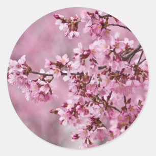Sakura Cherry blüht pastellrosa Schichten Runder Aufkleber