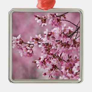 Sakura Cherry blüht pastellrosa Schichten Silbernes Ornament