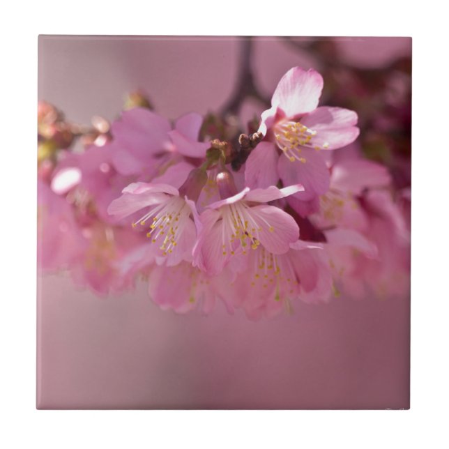 Sakura Cherry Blüten Delikatessen Pink Bouquet Fliese (Vorderseite)