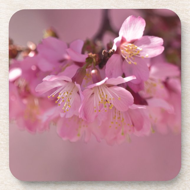Sakura Cherry Blüten Delikatessen Pink Bouquet Getränkeuntersetzer (Vorderseite)