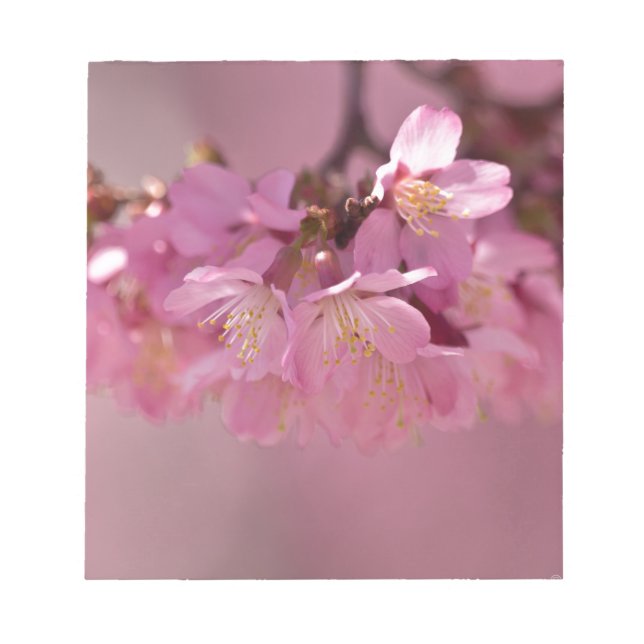 Sakura Cherry Blüten Delikatessen Pink Bouquet Notizblock (Vorderseite)