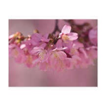 Sakura Cherry Blüten Delikatessen Pink Bouquet
