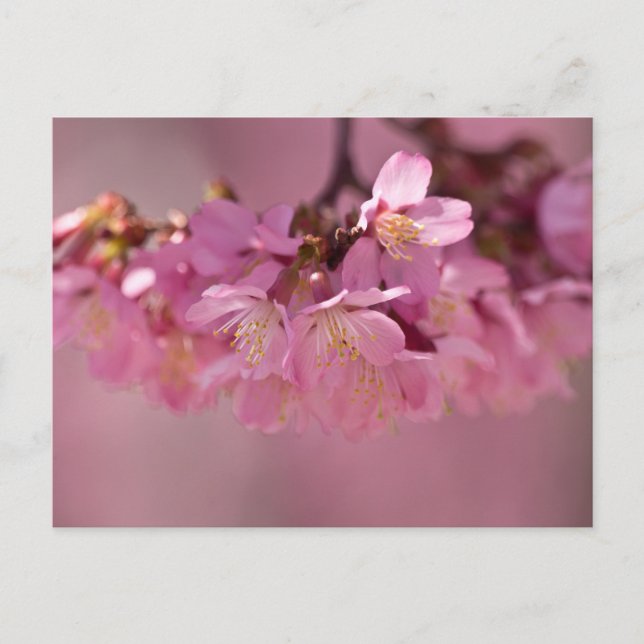 Sakura Cherry Blüten Delikatessen Pink Bouquet Postkarte (Vorderseite)