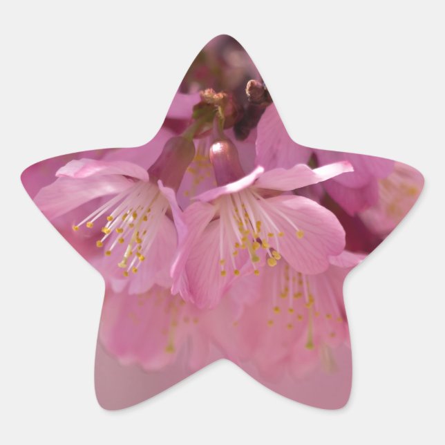 Sakura Cherry Blüten Delikatessen Pink Bouquet Stern-Aufkleber (Vorderseite)