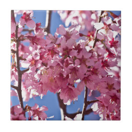 Sakura Cherry Blüten Rote Stars Fliese