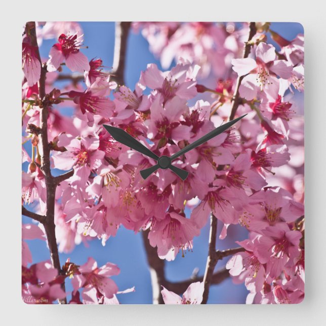 Sakura Cherry Blüten Rote Stars Quadratische Wanduhr (Vorderseite)