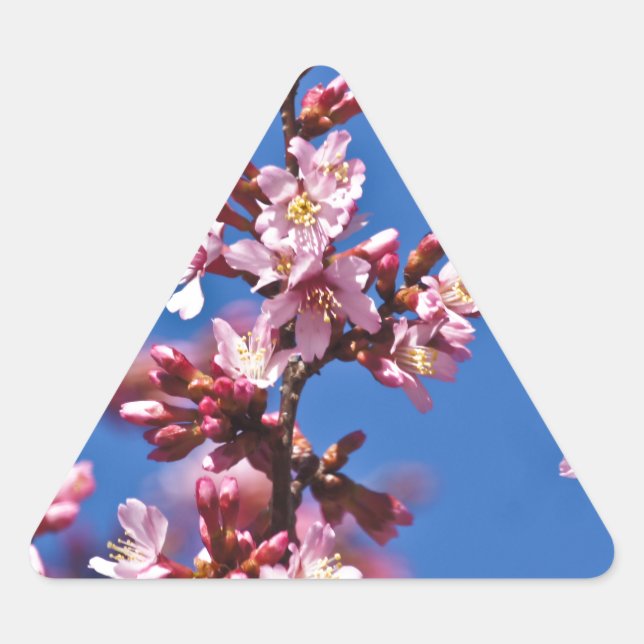 Sakura Cherry Blüten Touch Blue Dreieckiger Aufkleber (Vorderseite)