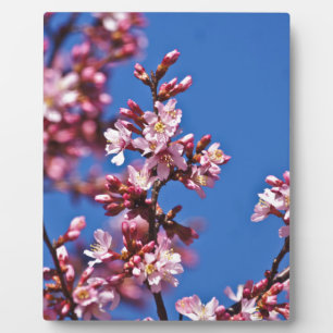 Sakura Cherry Blüten Touch Blue Fotoplatte