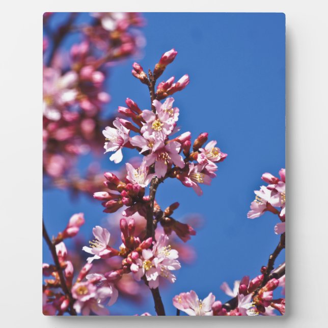 Sakura Cherry Blüten Touch Blue Fotoplatte (Vorderseite)