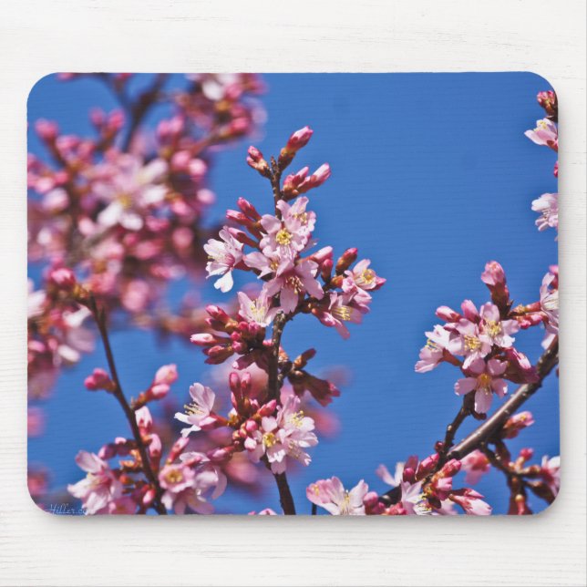 Sakura Cherry Blüten Touch Blue Mousepad (Vorne)