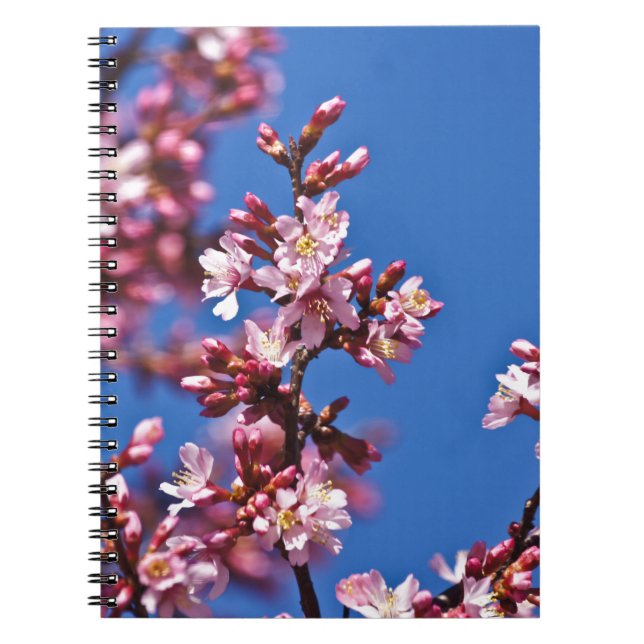 Sakura Cherry Blüten Touch Blue Notizblock (Vorderseite)