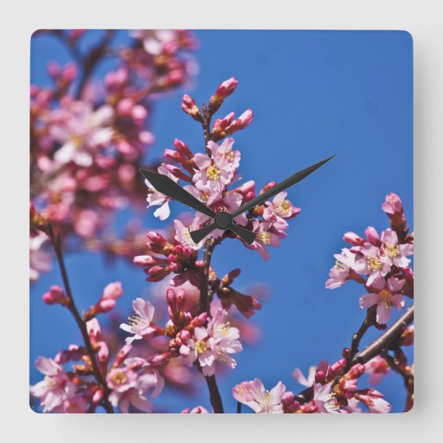 Sakura Cherry Blüten Touch Blue Quadratische Wanduhr (Vorderseite)