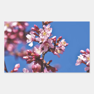 Sakura Cherry Blüten Touch Blue Rechteckiger Aufkleber