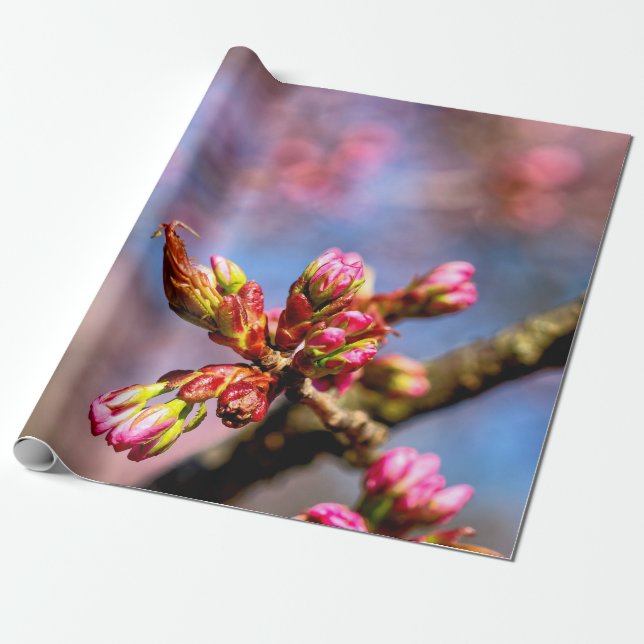 Sakura Cherry Tree Buds. Frühlingsbeginn Geschenkpapier (Ungerollt)