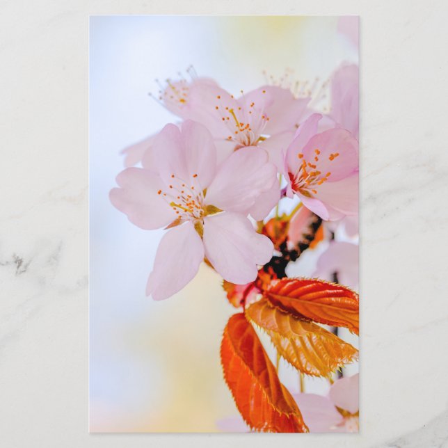 Sakura - Japanische Kirschblüte Flyer (Vorne)