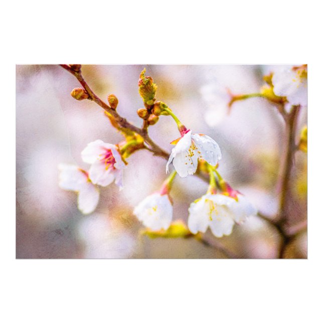 Sakura - Japanischer Kirschblossom Fotodruck (Vorne)