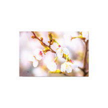 Sakura - Japanischer Kirschblossom