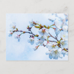 Sakura - Japanischer Kirschblossom Postkarte