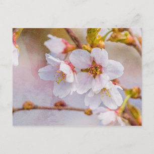 Sakura - Japanischer Kirschblossom Postkarte