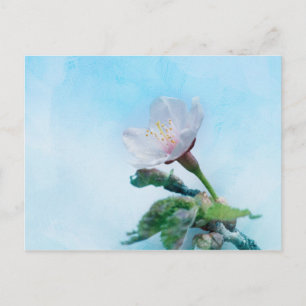 Sakura - Japanischer Kirschblossom Postkarte