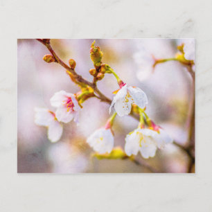 Sakura - Japanischer Kirschblossom Postkarte