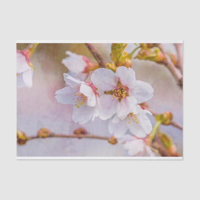 Sakura - Japanischer Kirschblossom Seidenpapier (Vorderseite)