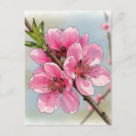 Sakura Kirschbaum Blühen Postkarte Postüberquerung