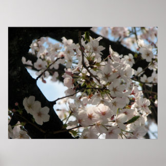Sakura (Kirschblüte) Poster
