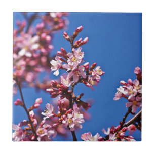Sakura Kirschblüten berühren Blau Fliese