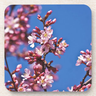 Sakura Kirschblüten berühren Blau Getränkeuntersetzer