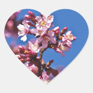Sakura Kirschblüten berühren Blau Herz-Aufkleber