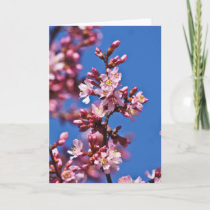 Sakura Kirschblüten berühren Blau Karte