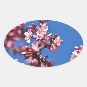 Sakura Kirschblüten berühren Blau Ovaler Aufkleber