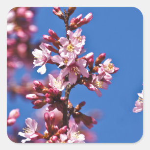 Sakura Kirschblüten berühren Blau Quadratischer Aufkleber