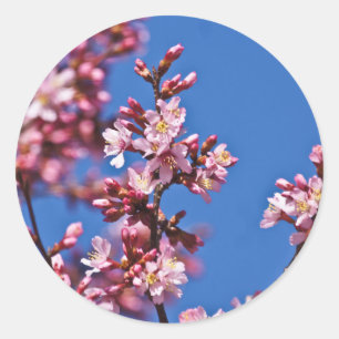Sakura Kirschblüten berühren Blau Runder Aufkleber