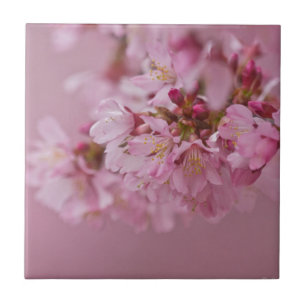 Sakura Kirschblüten Blasse rosa Reflexionen Fliese