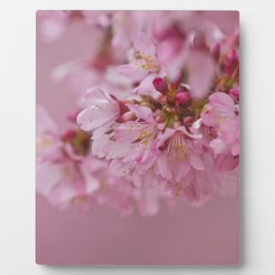 Sakura Kirschblüten Blasse rosa Reflexionen Fotoplatte