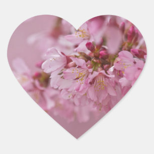Sakura Kirschblüten Blasse rosa Reflexionen Herz-Aufkleber